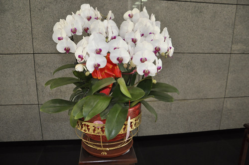 楷林物业将春意带进写字楼